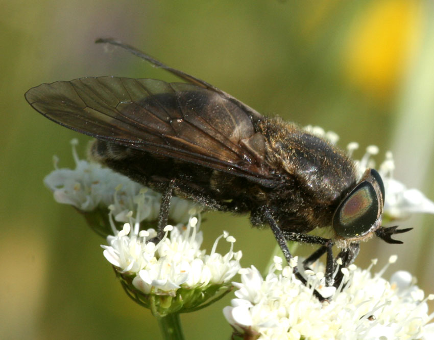 Dasyrhamphis anthracinus M e F (Tabanidae)